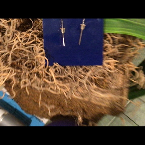 NWT Swarovski Crystal with white pearl dangling earrings - Picture 4 of 4